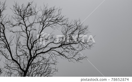 Silhouette dead tree on dark dramatic sky and white clouds background for a peaceful death. Despair and hopeless concept. Sad of nature. Death and sad emotion background. Dead branch unique pattern. Silhouette dead tree on dark dramatic sky and white clouds background for a peaceful death. Despair and hopeless concept. Sad of nature. Death and sad emotion background. Dead branch unique pattern. 78652874