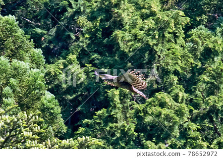 Mountain hawk-eagle, the king of the forest, flying leisurely in the forest 78652972