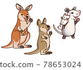 [Animal] Red kangaroo, wallaby, possum 78653024