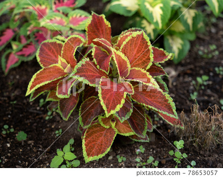 Houseplant Coleus Houseplant Coleus 78653057