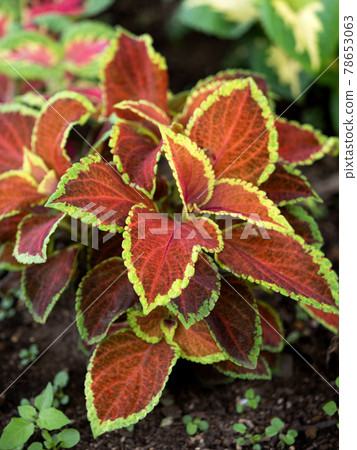 室內植物彩葉 78653063