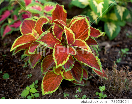 室內植物彩葉 78653064