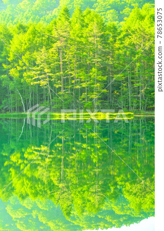 Fresh green, eco-image "Nagano prefecture, Akaike" Fresh green, eco-image "Nagano prefecture, Akaike" 78653075