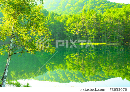 Fresh green, eco-image "Nagano prefecture, Akaike" Fresh green, eco-image "Nagano prefecture, Akaike" 78653076
