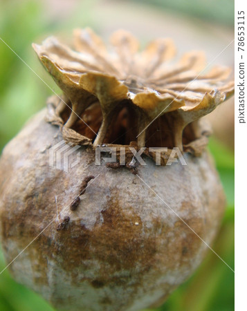 Poppy seed Poppy seed 78653115