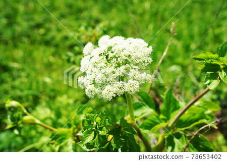 Angelica lucida Hokkaido Lake Komuke, Monbetsu 78653402