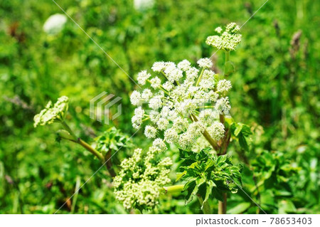 Angelica lucida Hokkaido Lake Komuke, Monbetsu 78653403