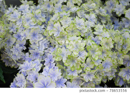 西部繡球花（萬花筒）04 78653556