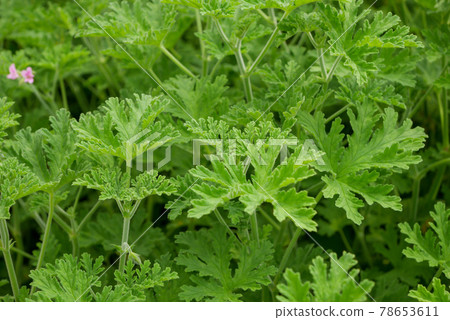 Rose geranium / mosquito weeding 01 Rose geranium / mosquito weeding 01 78653611