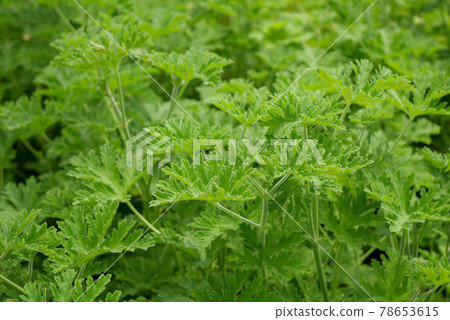 Rose geranium / mosquito weed 02 Rose geranium / mosquito weed 02 78653615