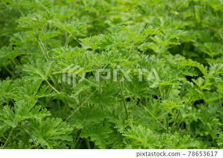 Rose geranium / mosquito weeding 03 Rose geranium / mosquito weeding 03 78653617
