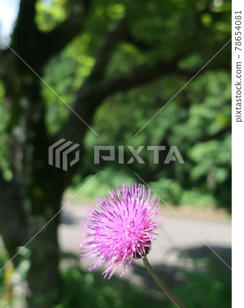 沒有風景花 沒有風景花 78654081