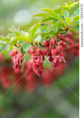 鈴鹿山初夏盛開的紅萬天王 鈴鹿山初夏盛開的紅萬天王 78654470
