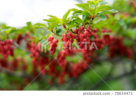 鈴鹿山初夏盛開的紅萬天王 鈴鹿山初夏盛開的紅萬天王 78654471