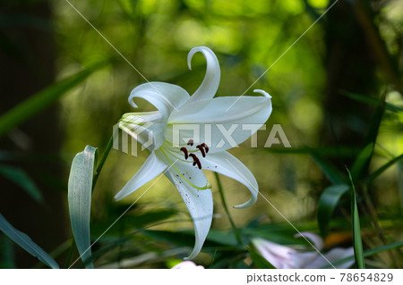 White lily blooming in the satoyama in early summer 78654829