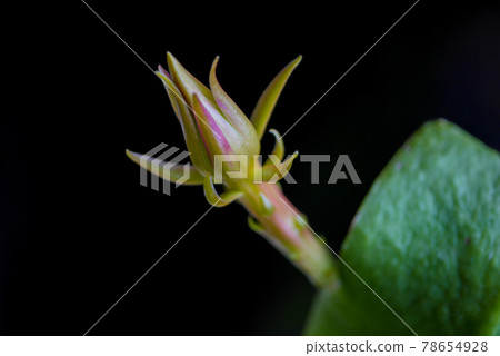 Queen of the Night Flower Bud 24 Queen of the Night Flower Bud 24 78654928