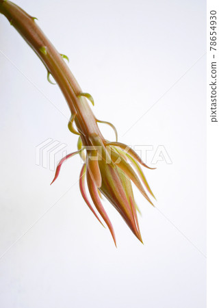 Queen of the Night Flower Bud 25 Queen of the Night Flower Bud 25 78654930