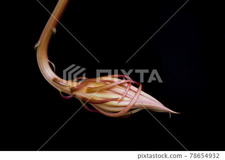 Queen of the Night 26 Queen of the Night 26 78654932