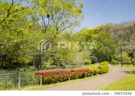 代代木公園鳥類保護區 代代木公園鳥類保護區 78655048