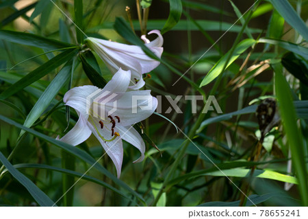 初夏里山盛開的淡粉色笹百合 78655241