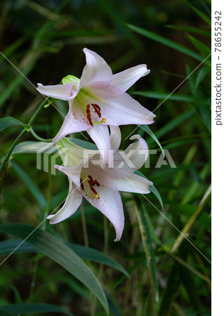 初夏里山盛開的淡粉色笹百合 78655242