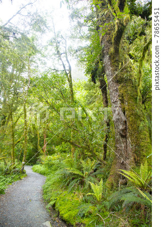 New Zealand Routeburn Track 78655451