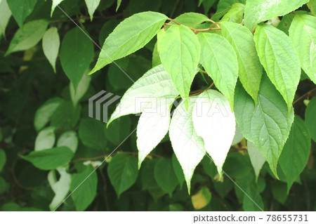 Actinidia polygama whose leaves turn white when the flowers bloom 78655731