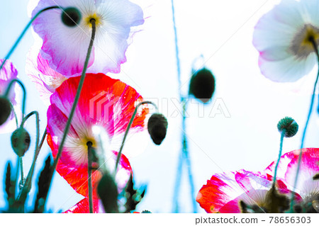 在藍天的映襯下向著太陽生長的粉紅色罌粟花，花瓣綻放，競相綻放。 78656303