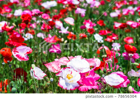 一朵在盛開的花田中脫穎而出的可愛罌粟 78656304