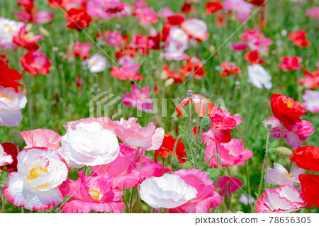 一朵在盛開的花田中脫穎而出的可愛罌粟 78656305