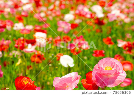 一朵在盛開的花田中脫穎而出的可愛罌粟 78656306