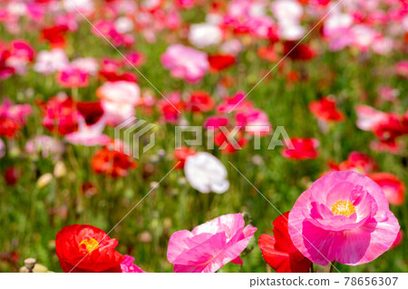 一朵在盛開的花田中脫穎而出的可愛罌粟 78656307