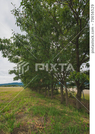 一排雨季樹 一排雨季樹 78656529