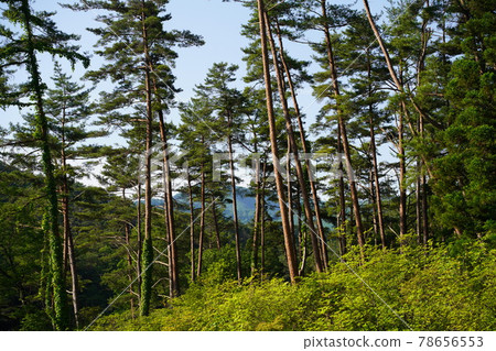 黑藏沼澤赤松林帶 78656553