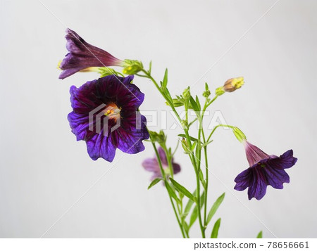 Blue-purple flower Salpiglossis sinuata 78656661