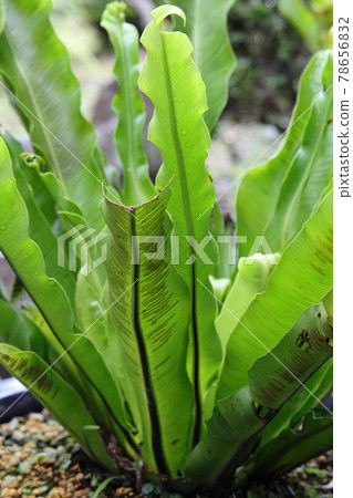 Wakayama Garden Wakayama Garden 78656832