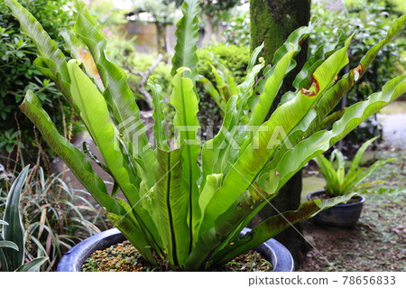 Wakayama Garden Wakayama Garden 78656833