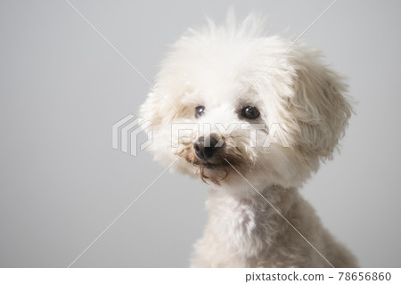 Bust up of Sanhachiro of Toy Poodle 78656860