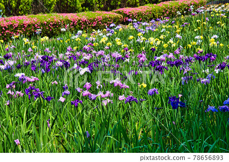 基塔加湖 78656893