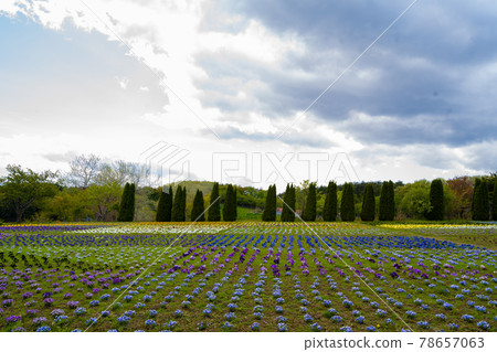 Flower field at Tategamori Ark Farm Fujisawacho Kinomi, Ichinoseki City, Iwate Prefecture Flower field at Tategamori Ark Farm Fujisawacho Kinomi, Ichinoseki City, Iwate Prefecture 78657063