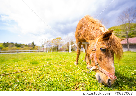 在岩手縣一關市藤澤町館森方舟農場黃海吃馬 78657068