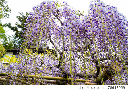430年樹齡的“紫藤町紫藤”仙台青葉區紫藤町市指定的天然紀念物 78657069