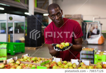 Focused African American workman engaged on fruit sorting department examining harvested pears quality 78657126
