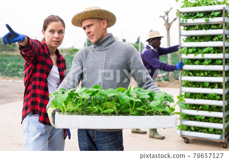 Manager tells the worker where to carry box with seedlings 78657127