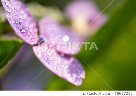 雨季的繡球花 雨季的繡球花 78657292