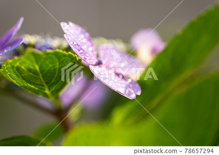 雨季的繡球花 雨季的繡球花 78657294