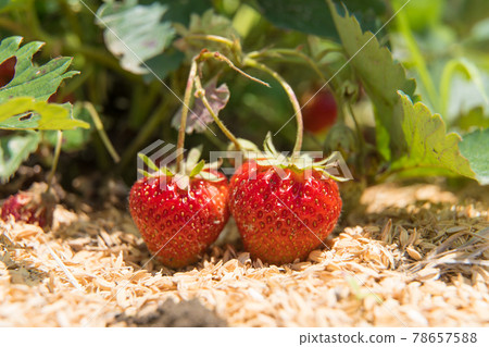田裡的草莓 草莓 草莓 78657588