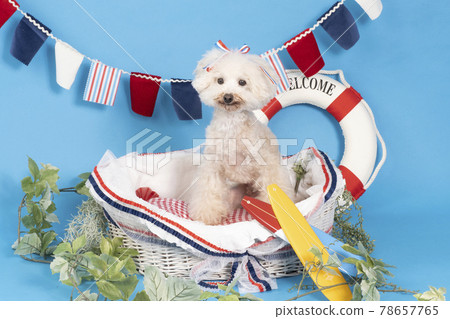 Toy poodle in a basket (summer image) Toy poodle in a basket (summer image) 78657765