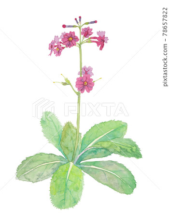 Red-purple Japanese primrose 78657822