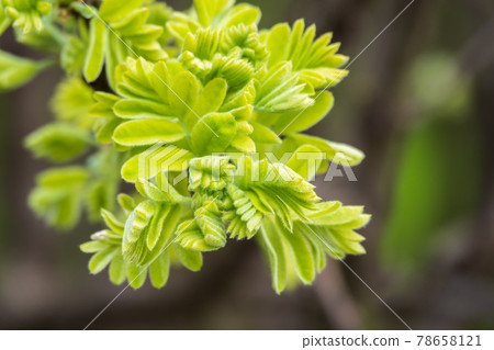 Green bushes with young leaves in the sunset 78658121